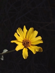 Helianthus gracilentus