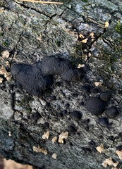 Annulohypoxylon
