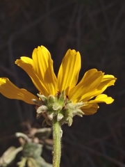Helianthus gracilentus