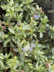 Ceanothus thyrsiflorus
