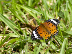 Argynnis hyperbius