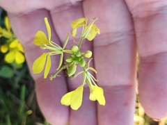 Rhamphospermum arvense