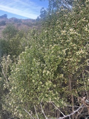 Baccharis