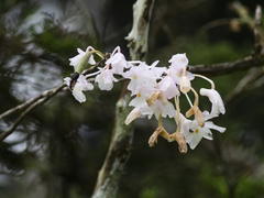 Dendrobium mutabile