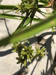 Cyperus ochraceus