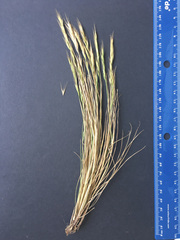 Festuca bromoides
