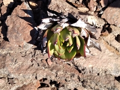 Dudleya brittonii