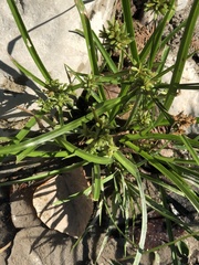 Cyperus ochraceus