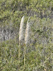Cortaderia jubata
