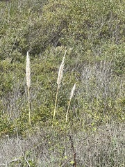 Cortaderia jubata