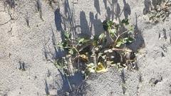 Proboscidea althaeifolia