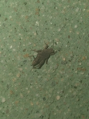 Paratettix cucullatus