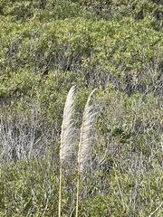 Cortaderia jubata