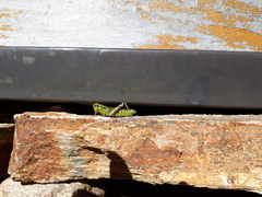 Miramella carinthiaca