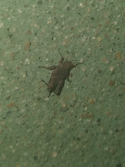 Paratettix cucullatus