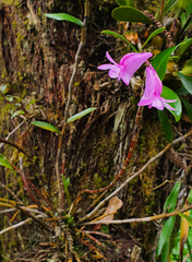 Dendrobium hasseltii