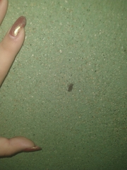 Paratettix cucullatus