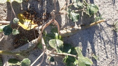 Proboscidea althaeifolia