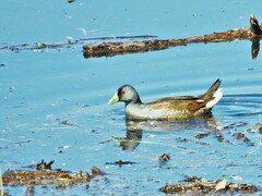 Porphyriops melanops