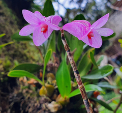 Dendrobium hasseltii