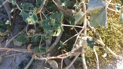 Proboscidea althaeifolia