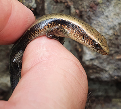 Eutropis multifasciata