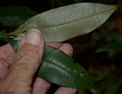 Heritiera polyandra