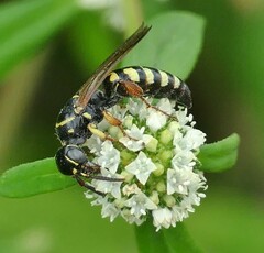 Myzinum carolinianum