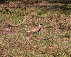 Vanellus coronatus