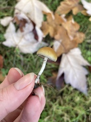 Psilocybe allenii