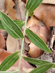 Ditaxis humilis