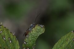 Proctotrupidae
