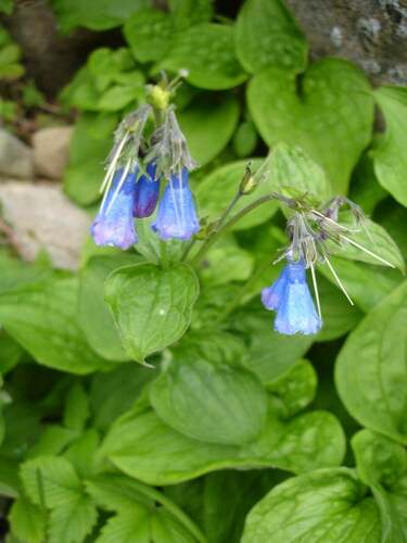 Mertensia pterocarpa iNat (2)