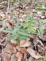Ditaxis humilis