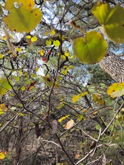 Cercis canadensis texensis