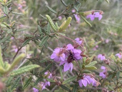 Thomasia petalocalyx