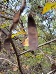 Cercis canadensis texensis