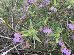 Thomasia petalocalyx