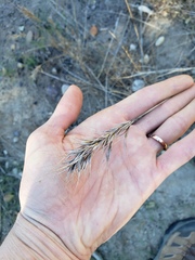 Bromus rubens