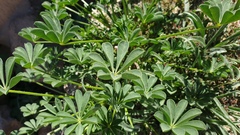 Lupinus arizonicus