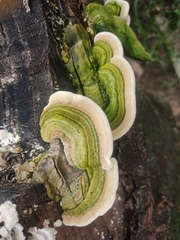 Trametes villosa