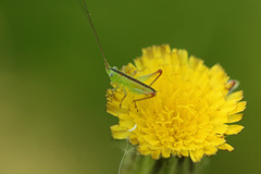 Conocephalus longipes