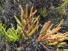 Allenrolfea occidentalis