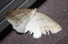 Petrophora subaequaria