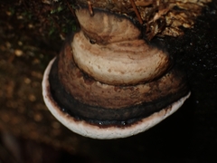 Ganoderma applanatum