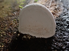 Ganoderma applanatum