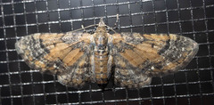 Eupithecia palpata