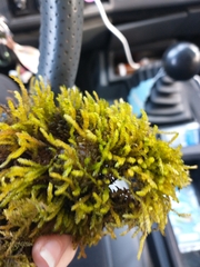 Scleropodium obtusifolium