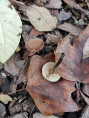 Macrocystidia cucumis