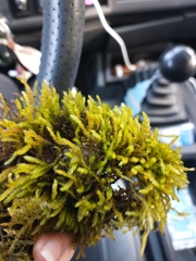 Scleropodium obtusifolium